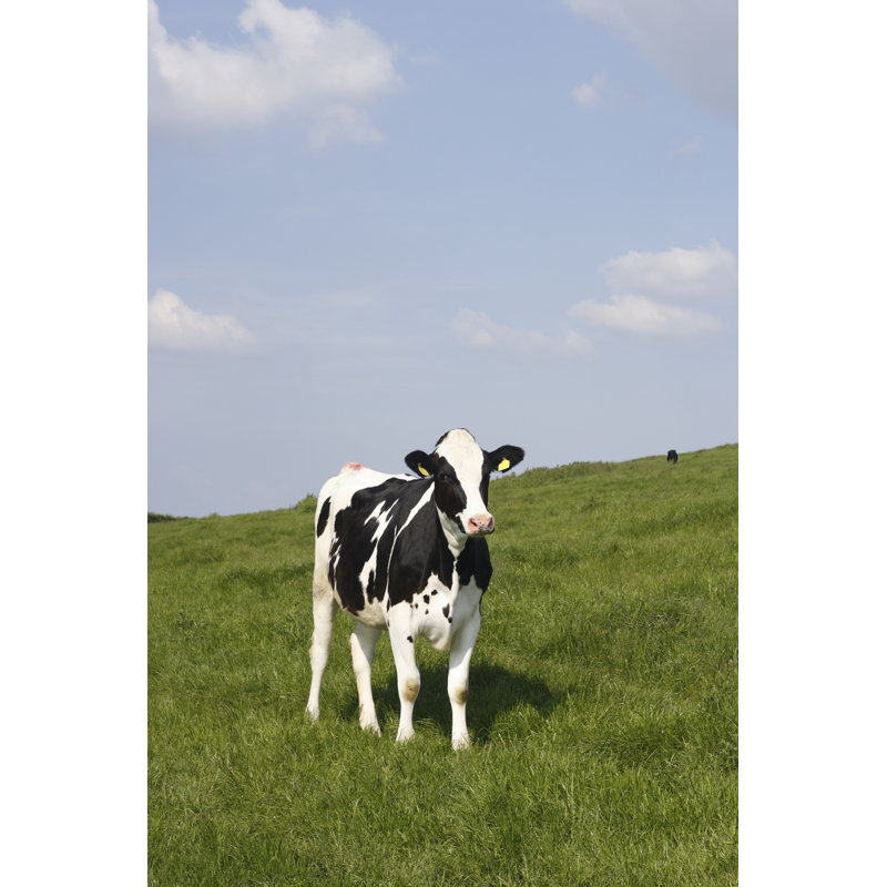 Cow In The Evening Sun. by Aquasolid - Wrapped Canvas Print, 46cm H x 30cm W