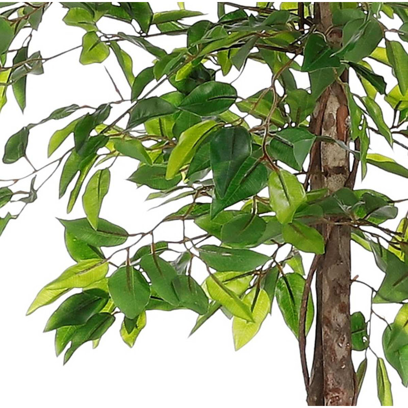 Ficus Tree