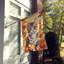 Chat en feuilles d'automne-112700538