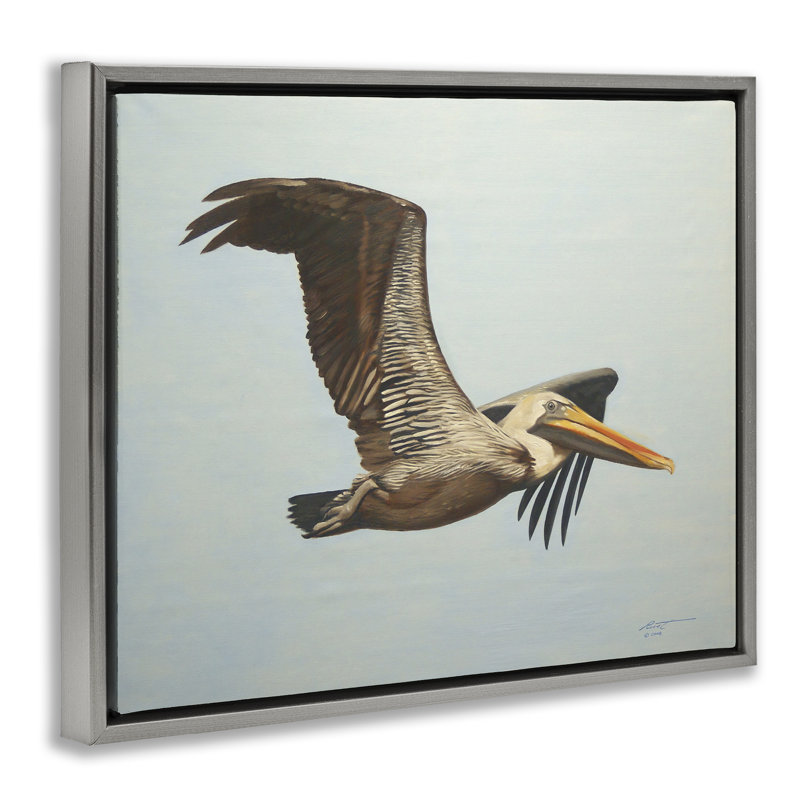 «Brown Pelican in Flight», art mural sur toile flottant par D. Rust, Cadre flottant gris lustré, H 17 po x l 21 po