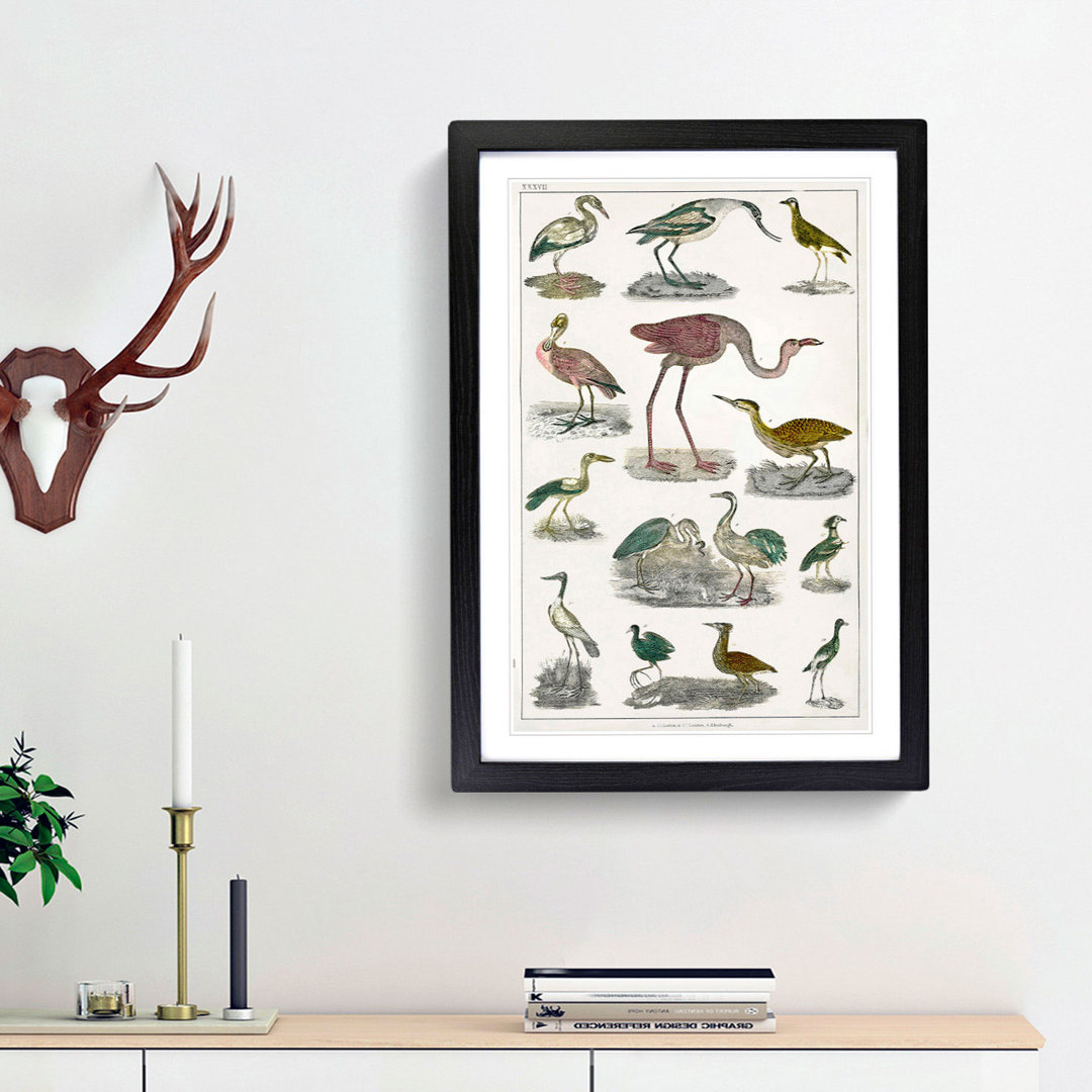 Flightless Birds XXXVII by Oliver Goldsmith - Picture Frame Painting Print