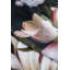 Bed Art S Bedding