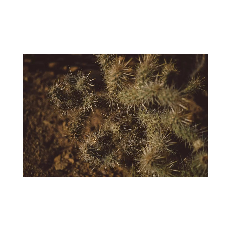 Joshua Tree Cactus by Bethany Young - Print on Canvas, 45.72cm H x 66.04cm W x 3.81cm D, Wrapped Canvas