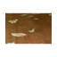 Floral Area Rug in Dark Orange/Yellow