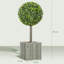 50cm Tree