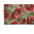 Poppie Soft Step Outdoor Area Rug-885686413-885686401