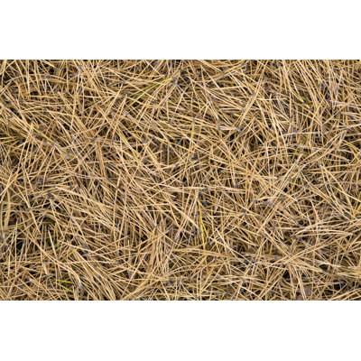 " Pine Tree Needles " by Vkph