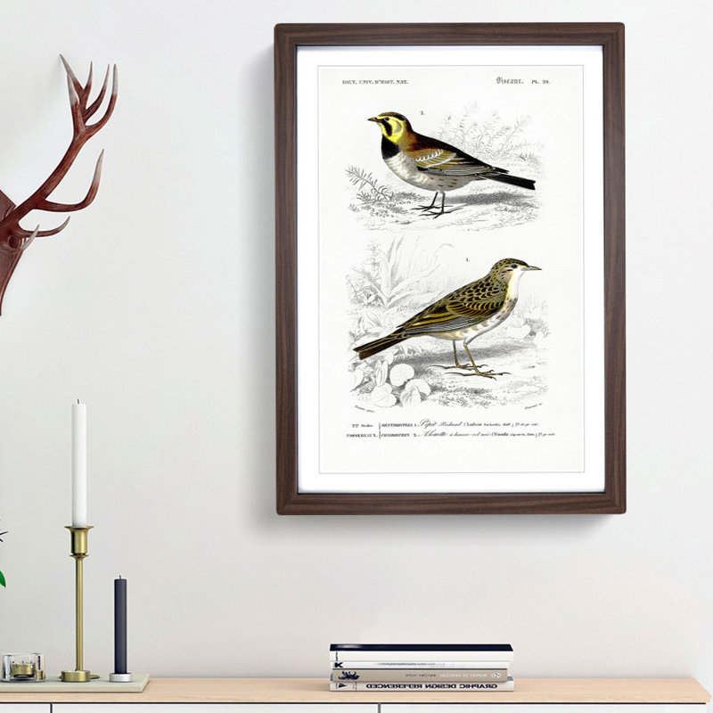 Bird Illustrations PL. 29 by Charles d Orbigny - Framed Print, Walnut Framed, 33cm H x 24cm W x 2cm D