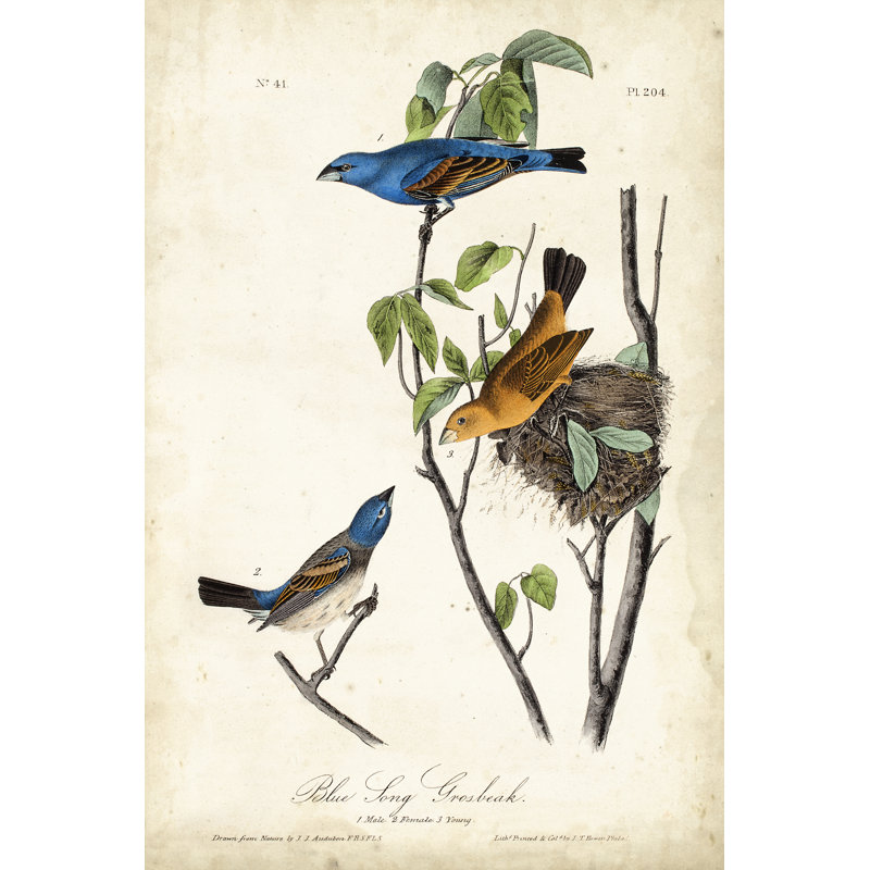 Blue Song Grosbeak by John Audubon - 1 Piece Wrapped Canvas Painting, 30cm H x 20cm W