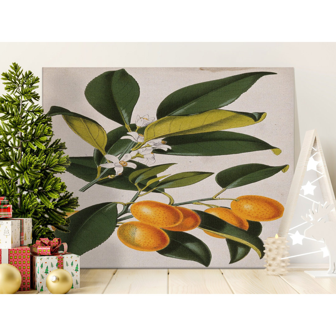 Vintage Botanical Orange Fruit Canvas Print