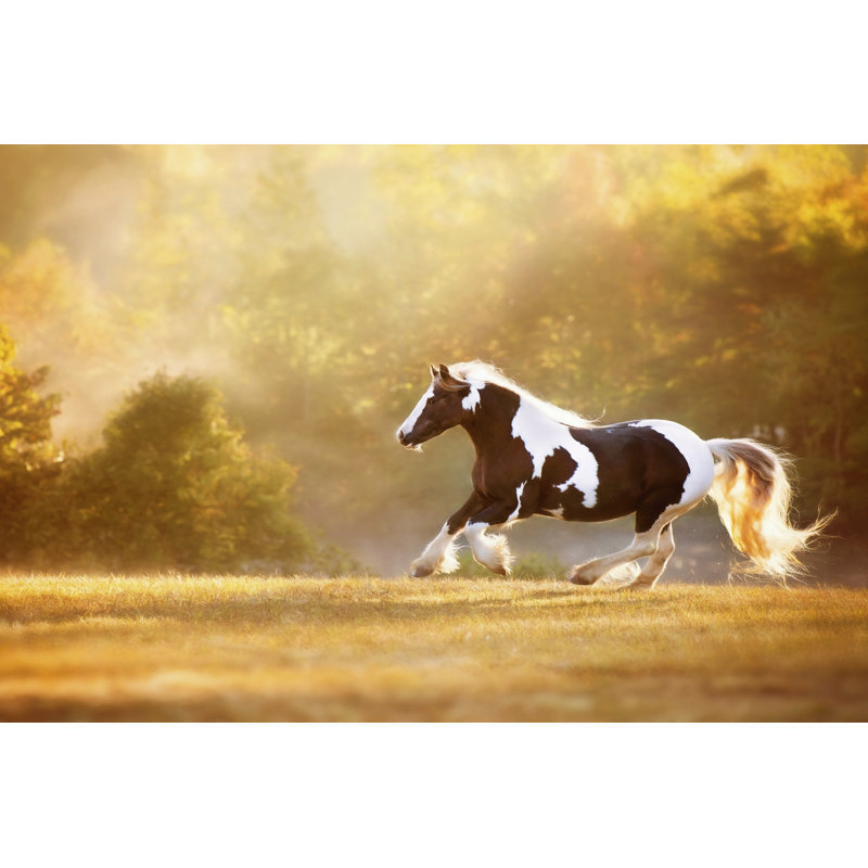 Golden Lit Horse II by P.H. Burchett - Photograph, 51cm H x 76cm W, Black Floater Framed