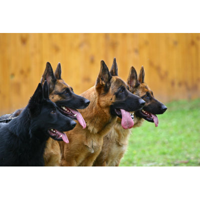Quatre chiens - photographie sur toile tendue