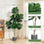 150cm Plant