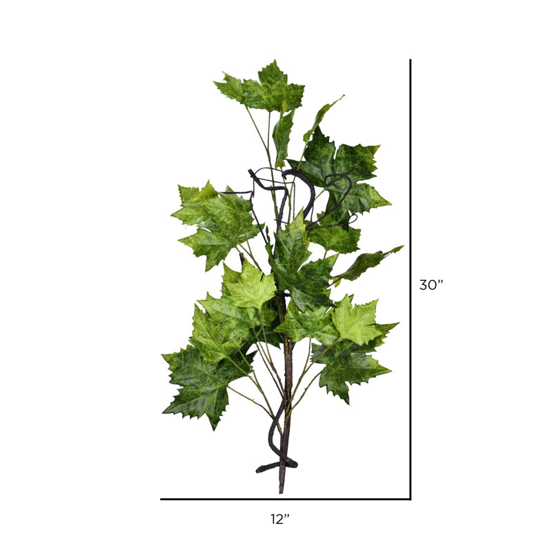 Pied de feuille de Platanus