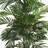 Areca Palm Silk Tree