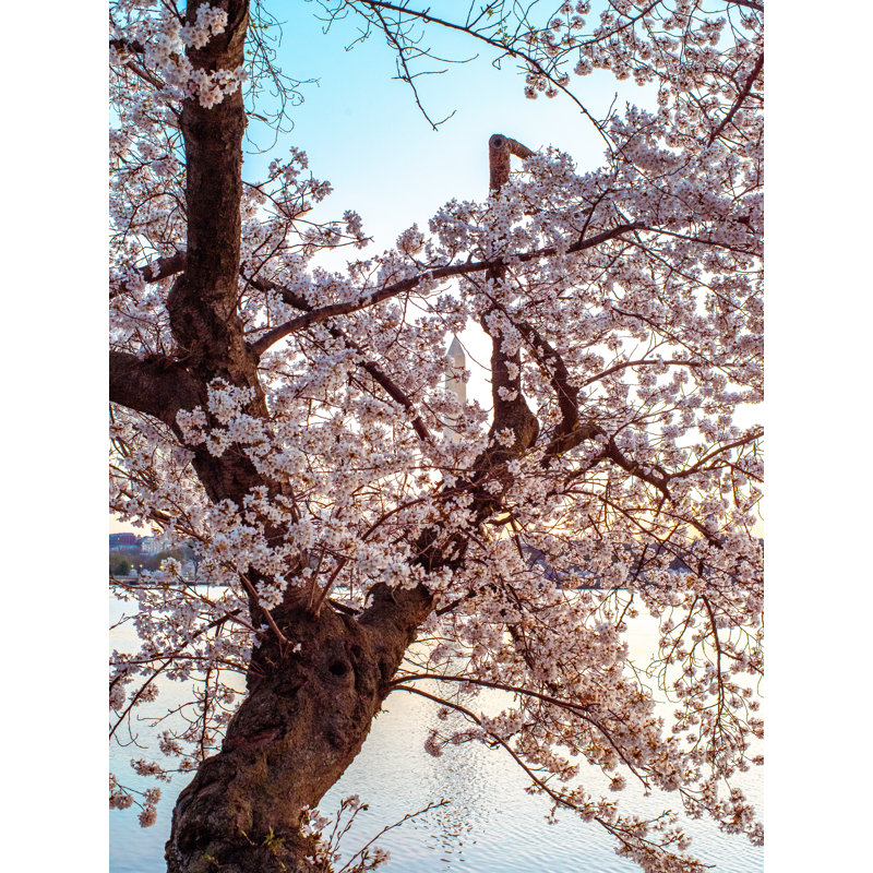 Cherry Blossom Dream Print by Scott Wurzel, Black Framed Paper, 31.2" H x 25.2" W