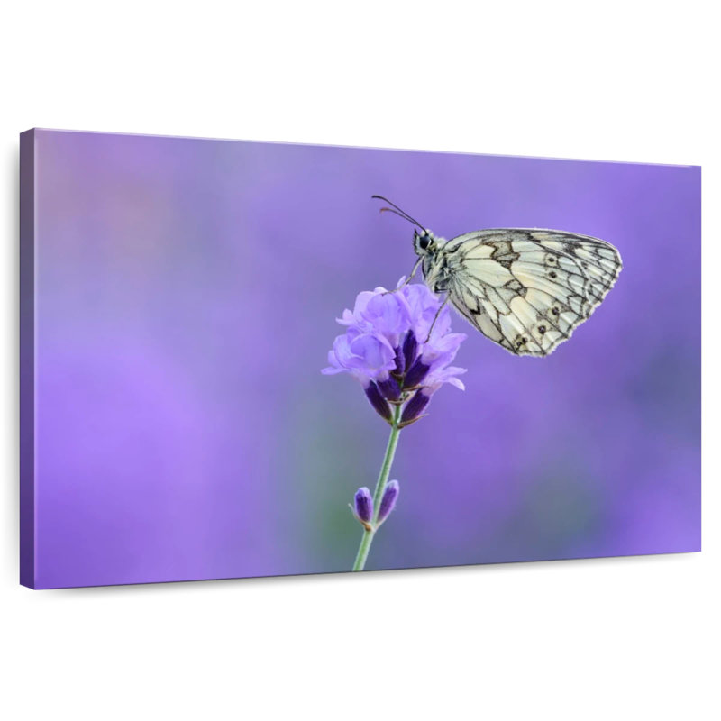 Brampt Marbled White Butterfly, 8" H x 12" W
