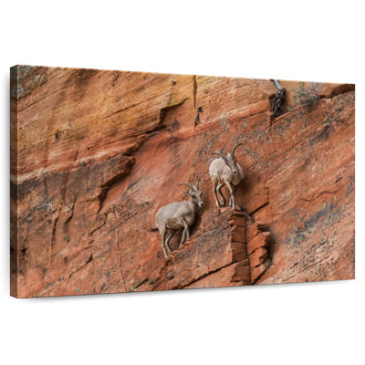 Brampt Mountaineering Goats