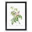 Apple Rose In Pink by Pierre-Joseph Redoute - Single Picture Frame Painting-55544905-55544911