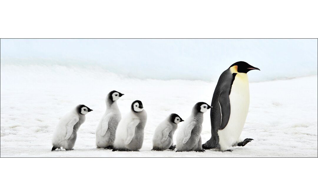 Glasbild Penguin Family