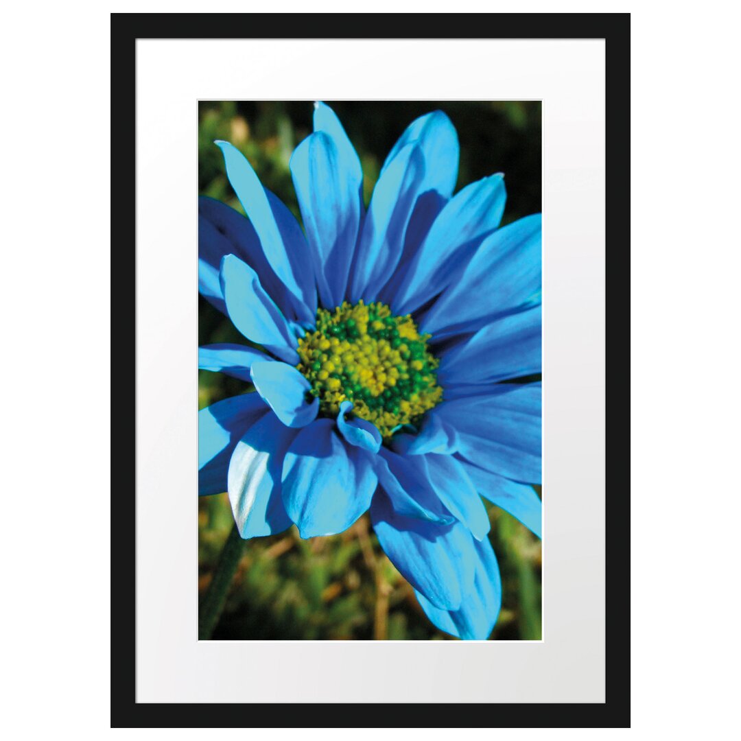 Gerahmtes Poster Schöne blaue Blüte