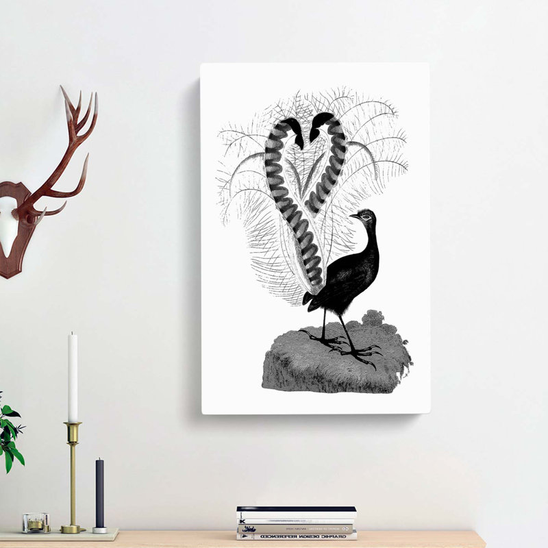 Lyrebird Illustration In Black & White - Wrapped Canvas Print, 50cm H x 35cm W x 3cm D