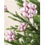 11cm Polystyrene Bauble-1579561037