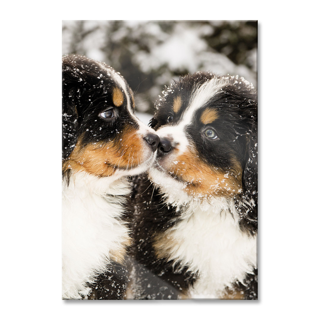 Ungerahmtes Foto auf Glas "Bernese Mountain Dog Puppies"