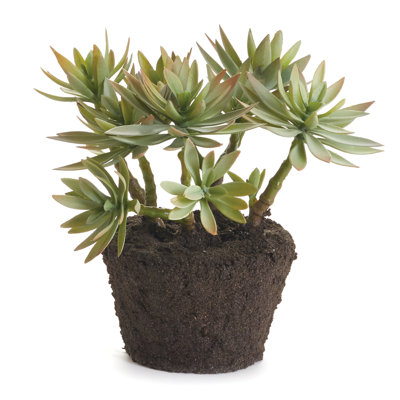 Succulent Karcher 9 po