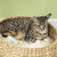 72.00cm H Cat Tree