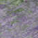 Machine Washable Indoor/Outdoor Christain ACN1361 Purple Rug