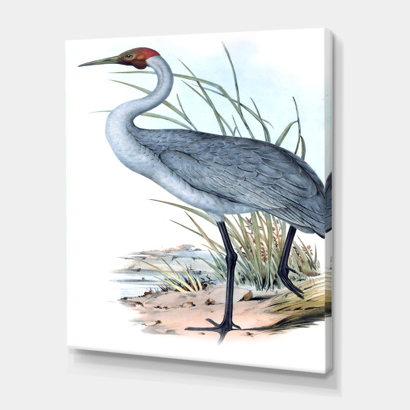 «Vintage Australian Birds V», impression sur toile, H 32 po x l 24 po x P 1 po, Toile tendue