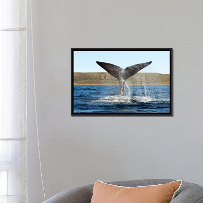 " A Southern Right Whale Raises Its Tail Above The Surface Of The Sea, Argentina " by VWPics