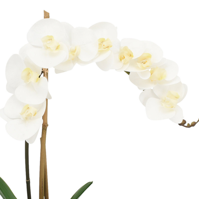 Phalaenopsis Orchid With Moss In Glass Vase