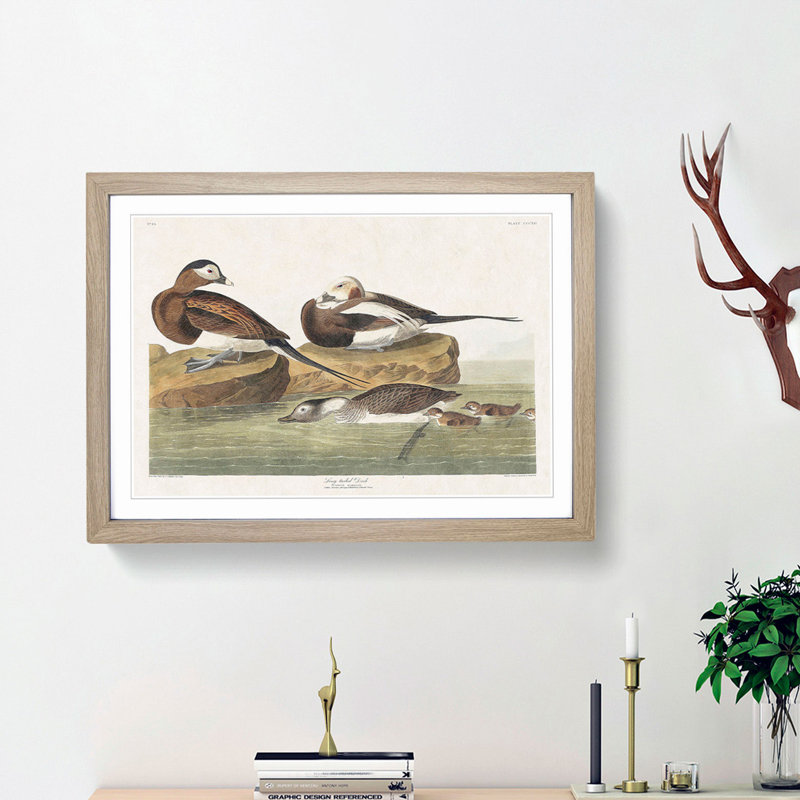 Long-Tailed Ducks by John Audubon - Framed Print, 27cm H x 36cm W x 2cm D, Oak Framed