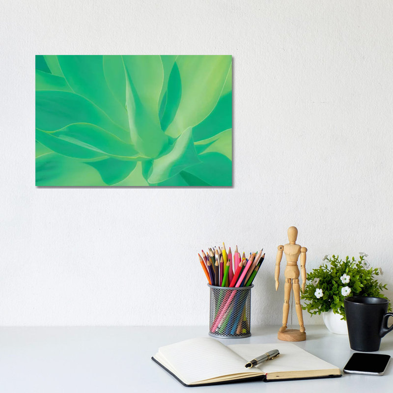 Aloe Vera Plant by Beli - Wrapped Canvas Print, 20.32 cm H x 30.48 cm W