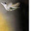 Vidur «Whisper of Your Wings Hummingbirds», impression sur toile tendue-22071962
