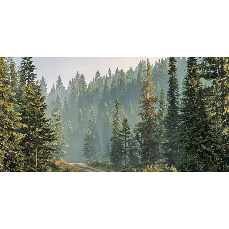 «Evergreen Forest Trail», art mural sur toile tendue, H 24 po x l 48 po