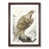 Walnut Framed selected