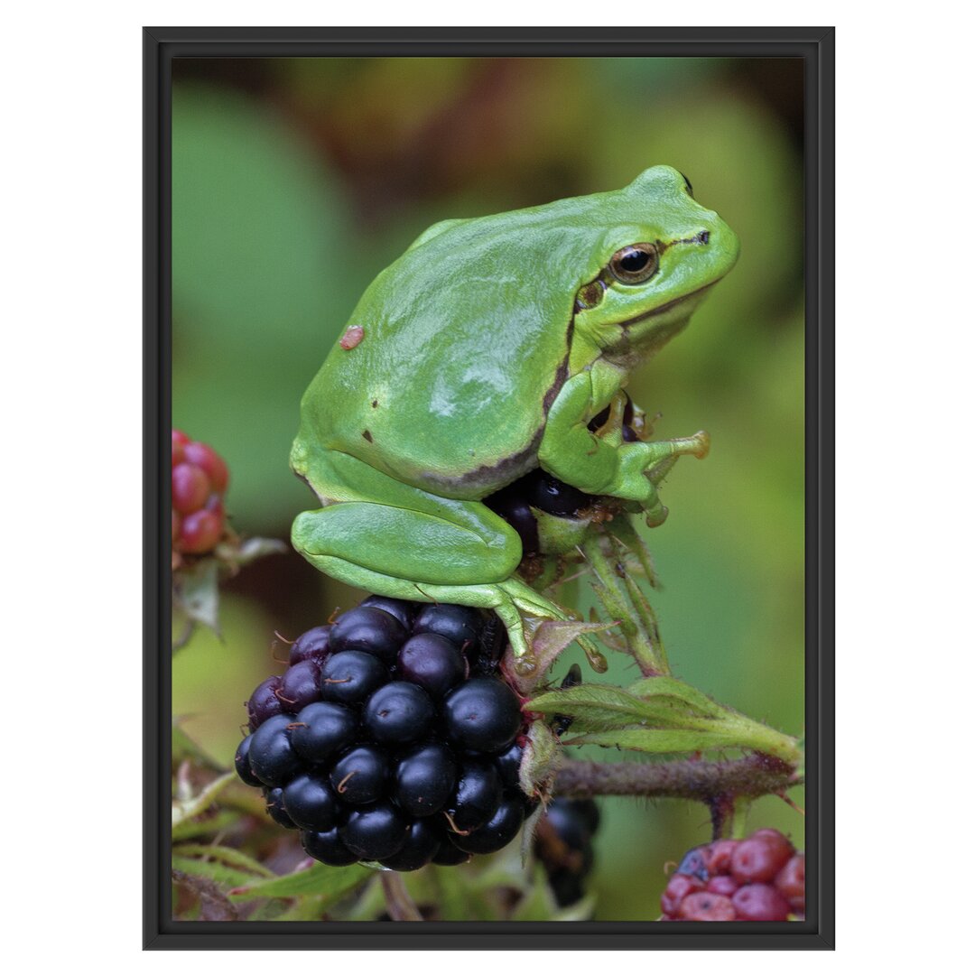 Gerahmtes Wandbild kleiner Frosch auf Brombeerstrauch