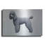"Caniche" par Harro Maass-489508395