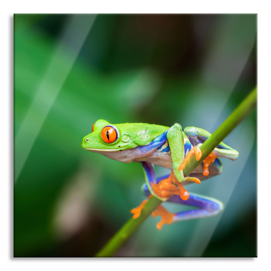 Glasbild Kleiner grüner Frosch auf einem Ast