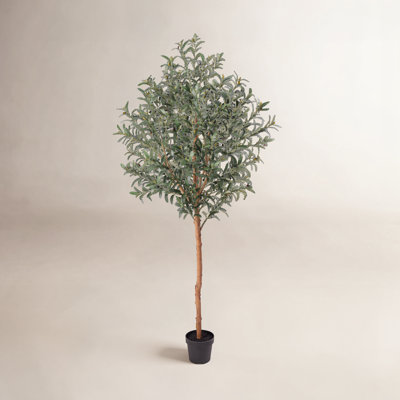 Ashwell Olive Plant in Pot