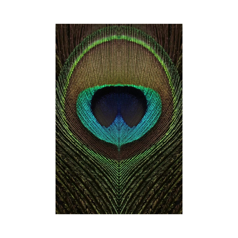 Peacock Feather Symmetry III by Alyson Fennell - Wrapped Canvas Print, 20.32 cm H x 30.48 cm W