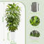 Faux Plant-398055531
