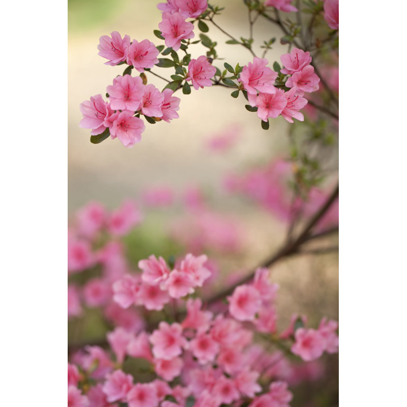 «Pink Azalea Bush» par - photographie sur toile tendue, H 36 po x l 24 po