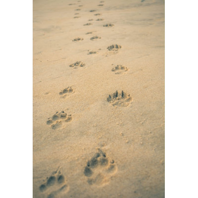 Dog Paw Footprint by Eamanver - Wrapped Canvas Print