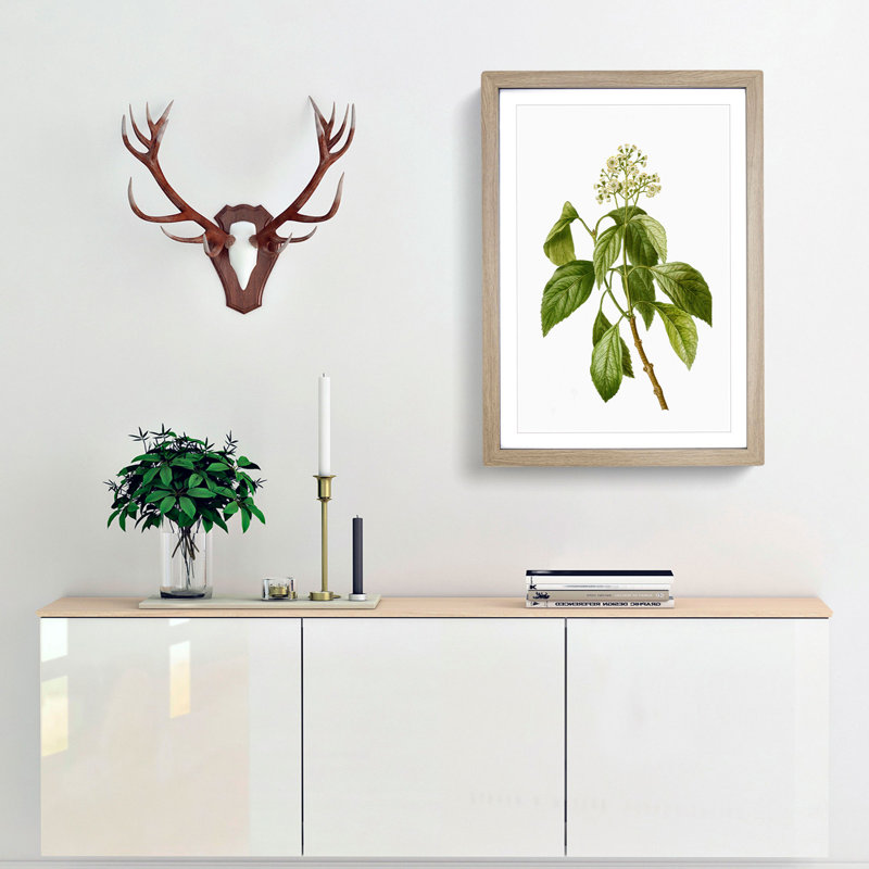 Climbing Hydrangea by Pierre-Joseph Redoute - Picture Frame Painting Print, Oak Framed, 48cm H x 36cm W x 2cm D