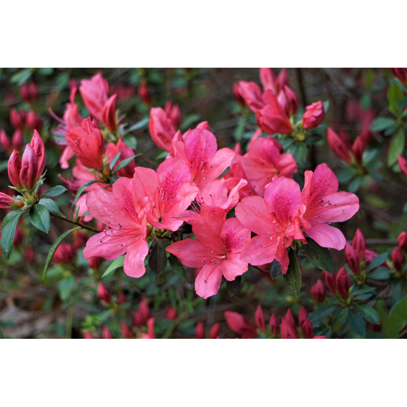 Azalea Flower by ANCHASA MITCHELL - Wrapped Canvas Print, 20cm H x 30cm W x 3.8cm D