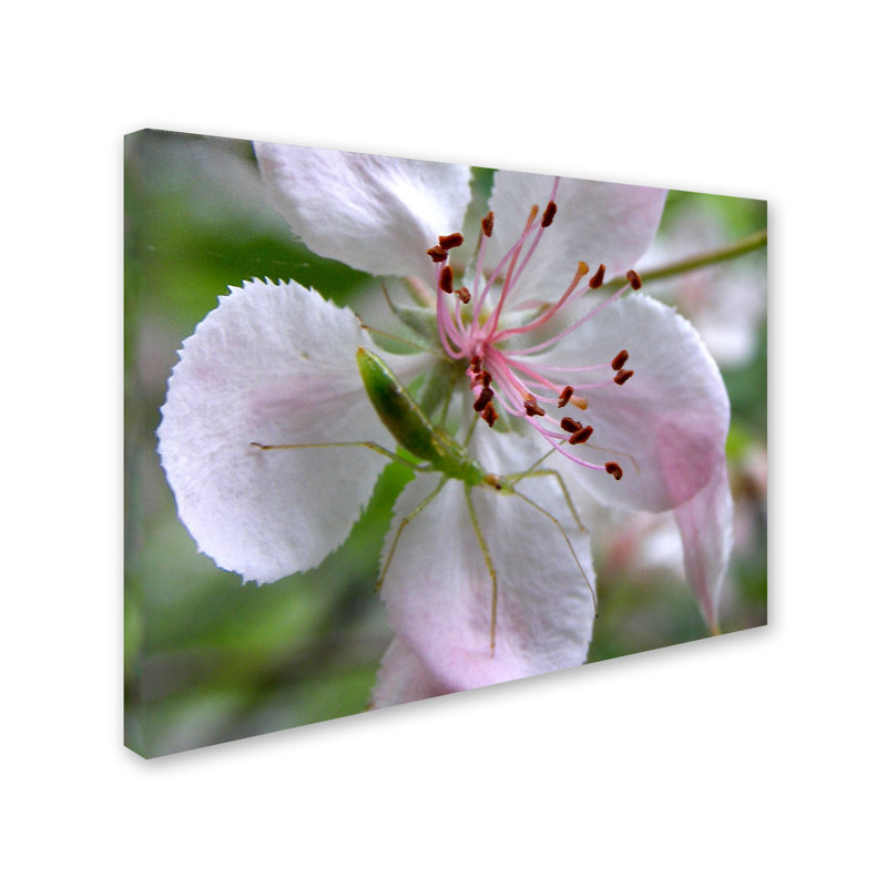 Natural Haven Green Insect on Pink Flower Canvas Print